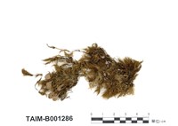 藏品(柔葉白錦苔)的圖片